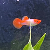 the-fish-farm Guppy Golden Koi Guppy - Male 3-4cm Buy Male Golden Koi Guppy shipped direct from The Fish Farm Australia