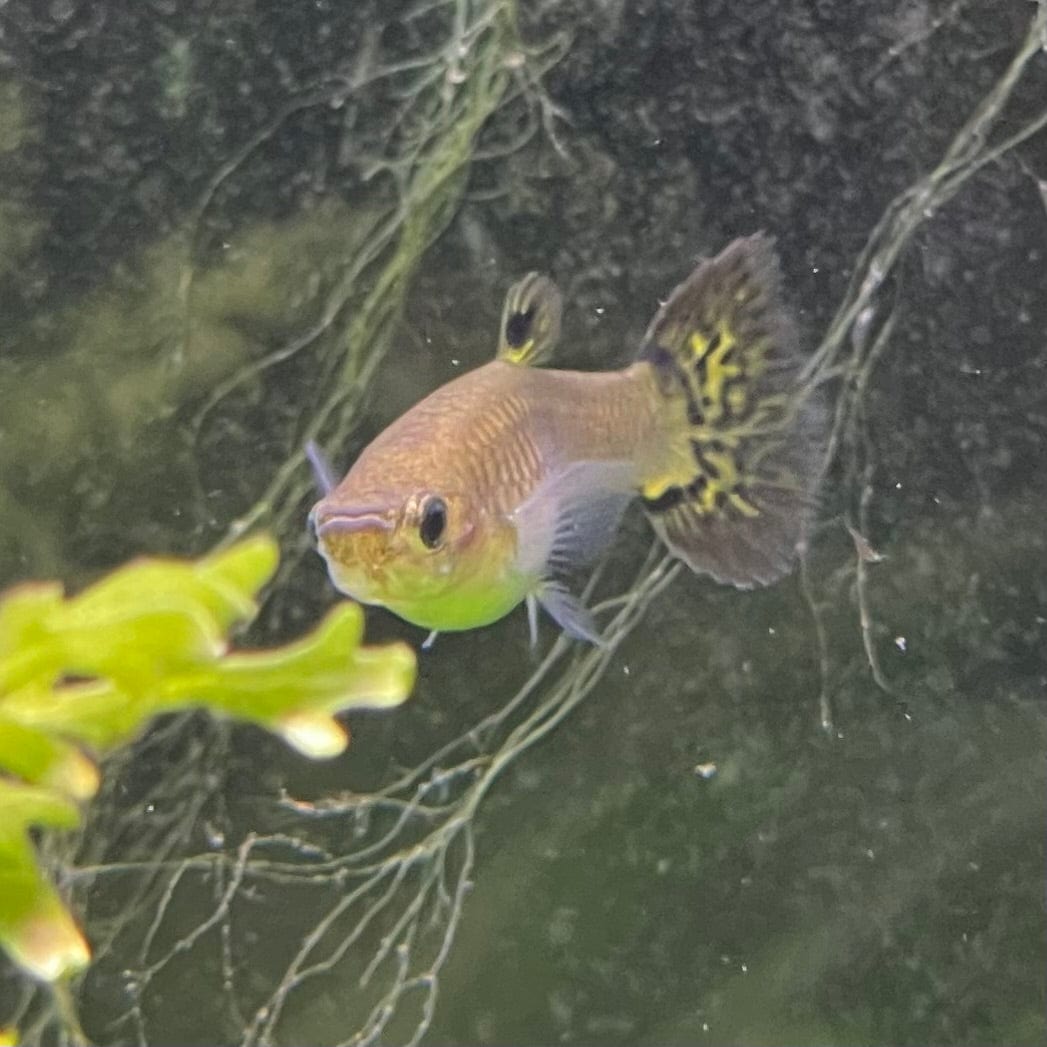 the-fish-farm Guppy Green Cobra Guppy - Female 3-4cm Buy Male Green Cobra Guppy directly from The Fish Farm