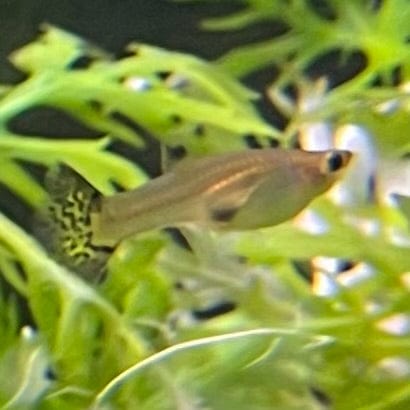 the-fish-farm Guppy Green Cobra Guppy - Female 3-4cm Buy Male Green Cobra Guppy directly from The Fish Farm