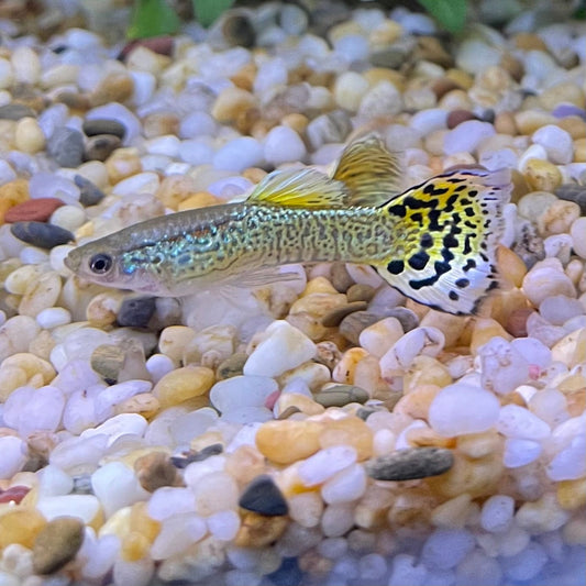 the-fish-farm Guppy Green Cobra Guppy - Male 3-4cm Male Green Cobra Guppy - The Fish Farm