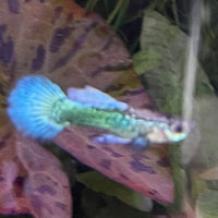 the-fish-farm Guppy Green Dragon Mosiac Guppy - Male 3-4cm Buy Male Green Dragon Mosaic Guppy from The Fish Farm Australia