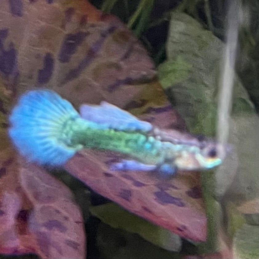 the-fish-farm Guppy Green Dragon Mosiac Guppy - Male 3-4cm Buy Male Green Dragon Mosaic Guppy from The Fish Farm Australia