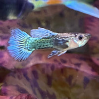 the-fish-farm Guppy Green Dragon Mosiac Guppy - Male 3-4cm Buy Male Green Dragon Mosaic Guppy from The Fish Farm Australia