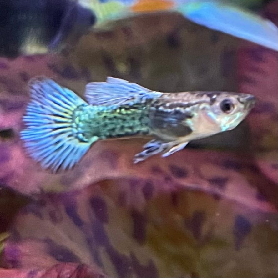 the-fish-farm Guppy Green Dragon Mosiac Guppy - Male 3-4cm Buy Male Green Dragon Mosaic Guppy from The Fish Farm Australia