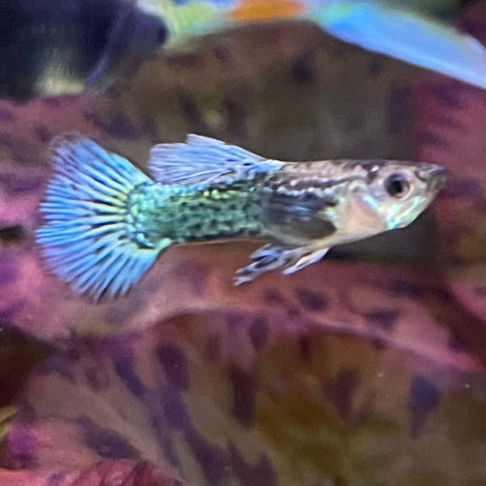 the-fish-farm Guppy Green Dragon Mosiac Guppy - Male 3-4cm Buy Male Green Dragon Mosaic Guppy from The Fish Farm Australia