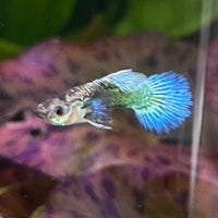 the-fish-farm Guppy Green Dragon Mosiac Guppy - Male 3-4cm Buy Male Green Dragon Mosaic Guppy from The Fish Farm Australia