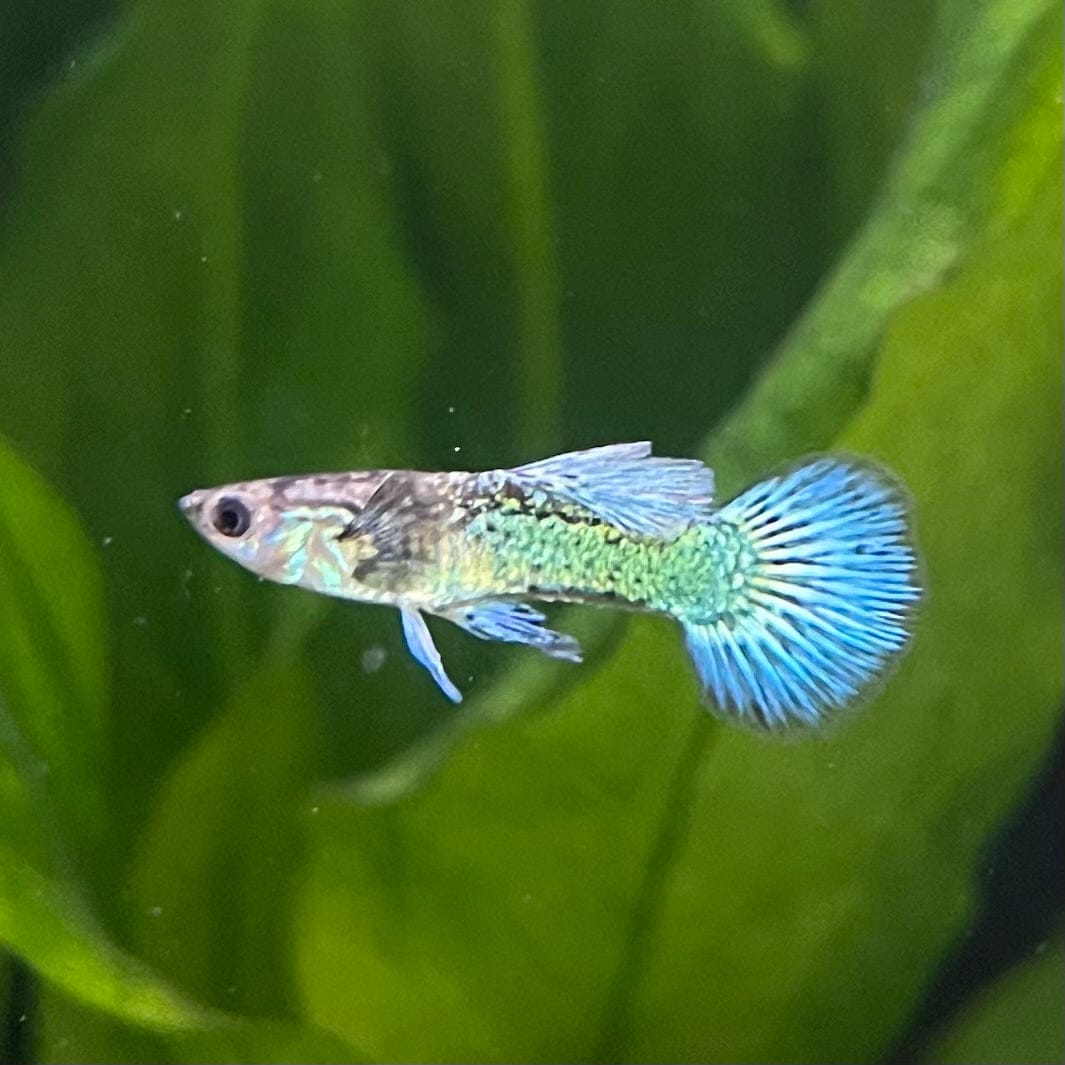 the-fish-farm Guppy Green Dragon Mosiac Guppy - Male 3-4cm Buy Male Green Dragon Mosaic Guppy from The Fish Farm Australia