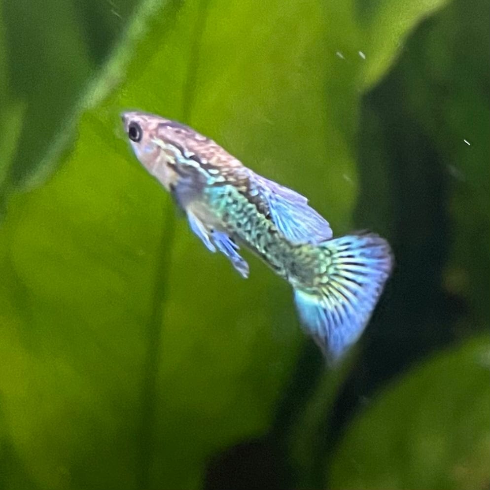 the-fish-farm Guppy Green Dragon Mosiac Guppy - Male 3-4cm Buy Male Green Dragon Mosaic Guppy from The Fish Farm Australia