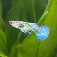 the-fish-farm Guppy Green Dragon Mosiac Guppy - Male 3-4cm Buy Male Green Dragon Mosaic Guppy from The Fish Farm Australia