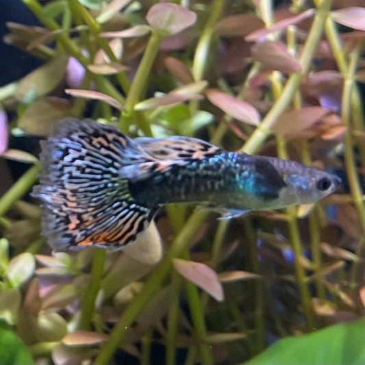 the-fish-farm Guppy Green Dragon Mosiac Guppy - Male 3-4cm Buy Male Green Dragon Mosaic Guppy from The Fish Farm Australia