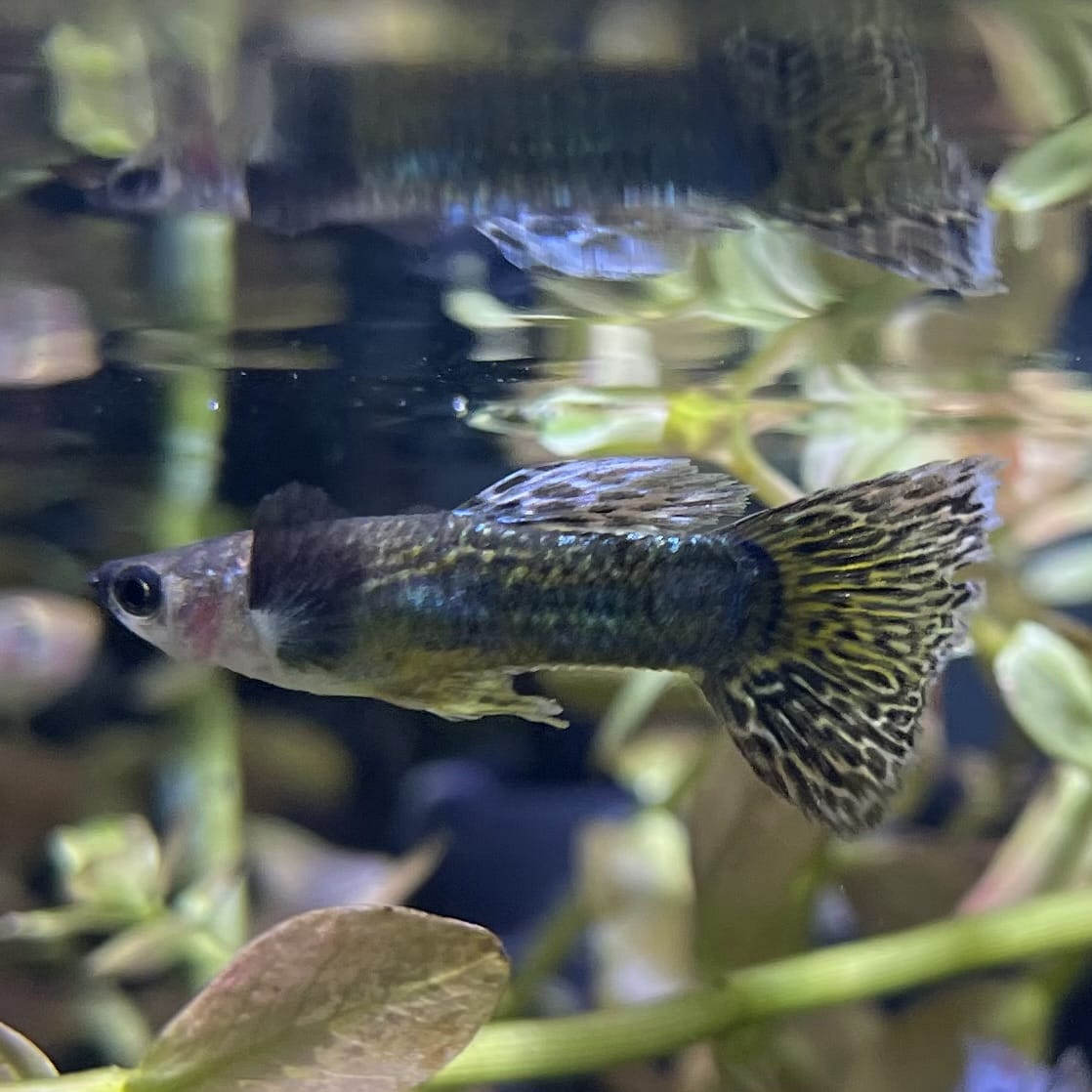 the-fish-farm Guppy Green Dragon Mosiac Guppy - Male 3-4cm Buy Male Green Dragon Mosaic Guppy from The Fish Farm Australia