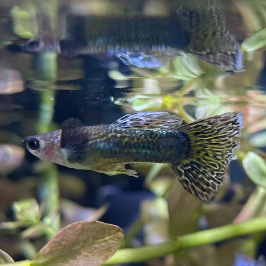 the-fish-farm Guppy Green Dragon Mosiac Guppy - Male 3-4cm Buy Male Green Dragon Mosaic Guppy from The Fish Farm Australia