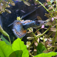 the-fish-farm Guppy Green Dragon Mosiac Guppy - Male 3-4cm Buy Male Green Dragon Mosaic Guppy from The Fish Farm Australia