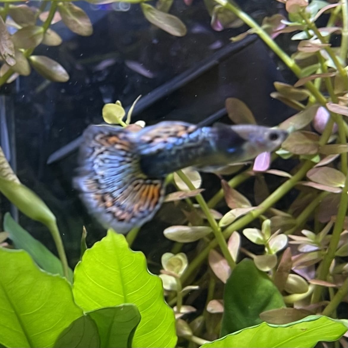 the-fish-farm Guppy Green Dragon Mosiac Guppy - Male 3-4cm Buy Male Green Dragon Mosaic Guppy from The Fish Farm Australia