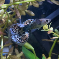 the-fish-farm Guppy Green Dragon Mosiac Guppy - Male 3-4cm Buy Male Green Dragon Mosaic Guppy from The Fish Farm Australia