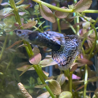 the-fish-farm Guppy Green Dragon Mosiac Guppy - Male 3-4cm Buy Male Green Dragon Mosaic Guppy from The Fish Farm Australia