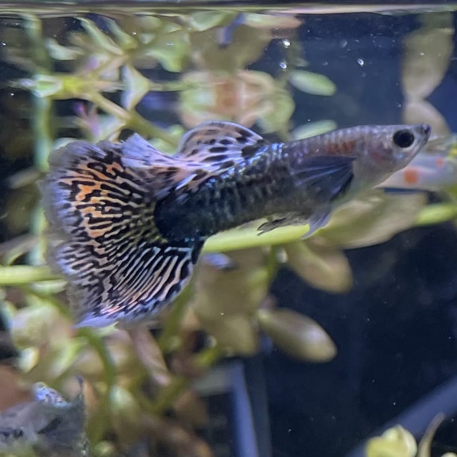 the-fish-farm Guppy Green Dragon Mosiac Guppy - Male 3-4cm Buy Male Green Dragon Mosaic Guppy from The Fish Farm Australia