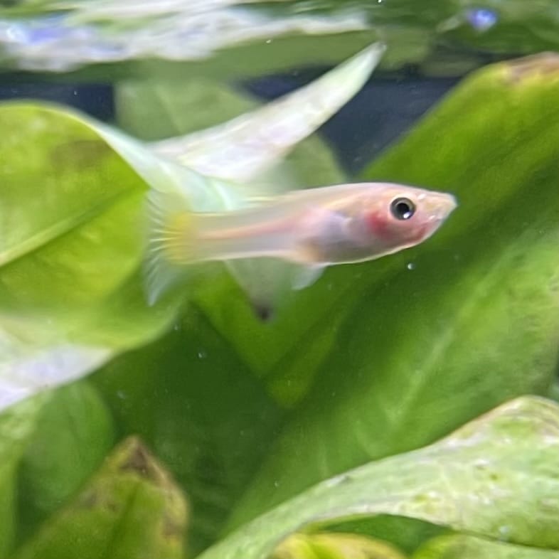 the-fish-farm Guppy Green Scissortail Guppy - Female 3-4cm Buy aquarium fish and Green Scissortail female Guppies from The Fish Farm