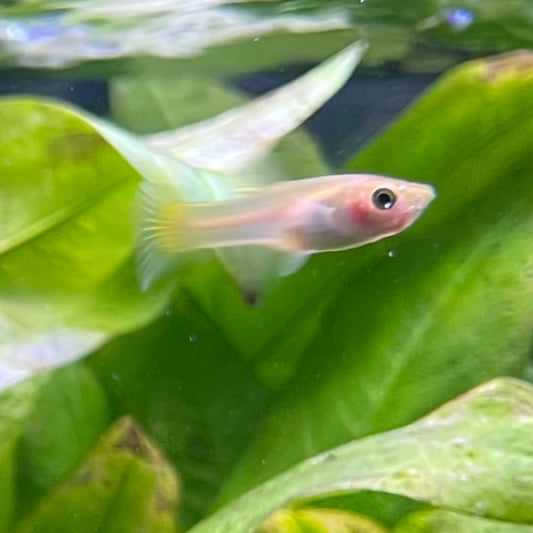 the-fish-farm Guppy Green Scissortail Guppy - Female 3-4cm Buy aquarium fish and Green Scissortail female Guppies from The Fish Farm
