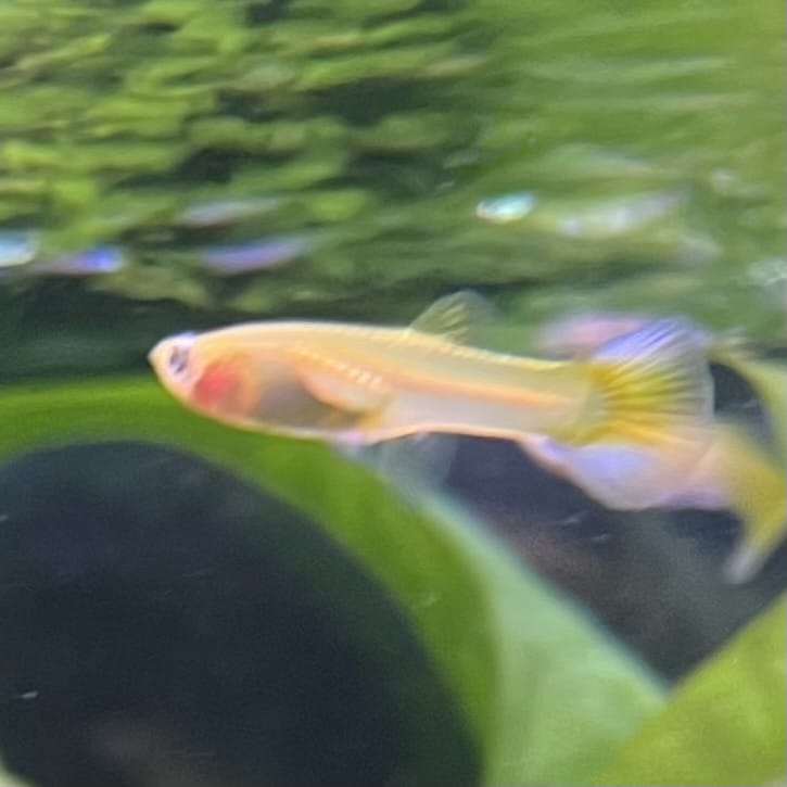 the-fish-farm Guppy Green Scissortail Guppy - Female 3-4cm Buy aquarium fish and Green Scissortail female Guppies from The Fish Farm