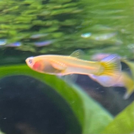 the-fish-farm Guppy Green Scissortail Guppy - Female 3-4cm Buy aquarium fish and Green Scissortail female Guppies from The Fish Farm