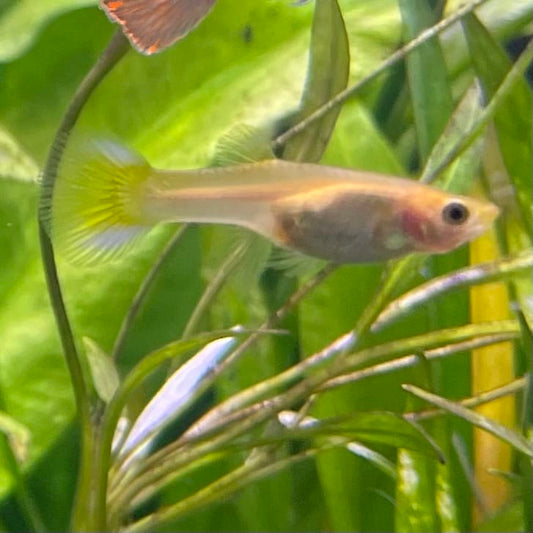 the-fish-farm Guppy Green Scissortail Guppy - Female 3-4cm Buy aquarium fish and Green Scissortail female Guppies from The Fish Farm