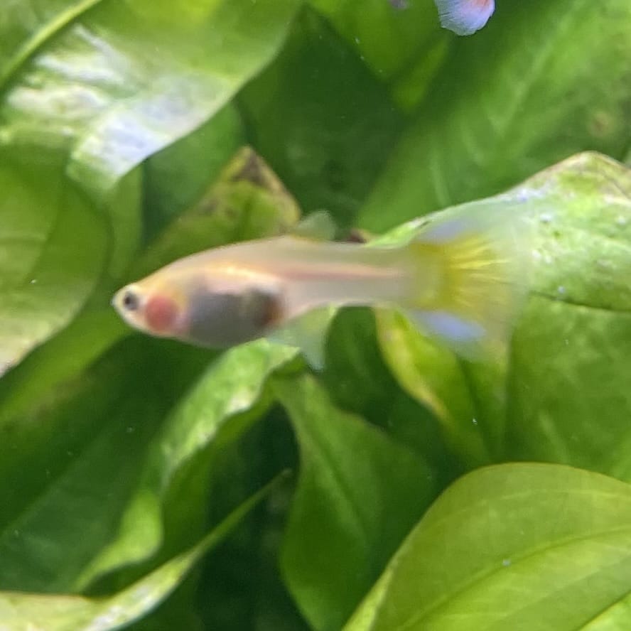 the-fish-farm Guppy Green Scissortail Guppy - Female 3-4cm Buy aquarium fish and Green Scissortail female Guppies from The Fish Farm