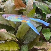 the-fish-farm Guppy Green Scissortail Guppy - Male 3-4cm Buy Green Scissortail Guppy - Male from The Fish Farm Australia