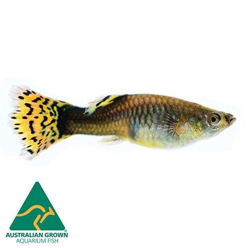 the-fish-farm Guppy Guppy Female - Assorted Colours 3.5cm Guppy Female 3.5cm Assorted Colours - The Fish Farm