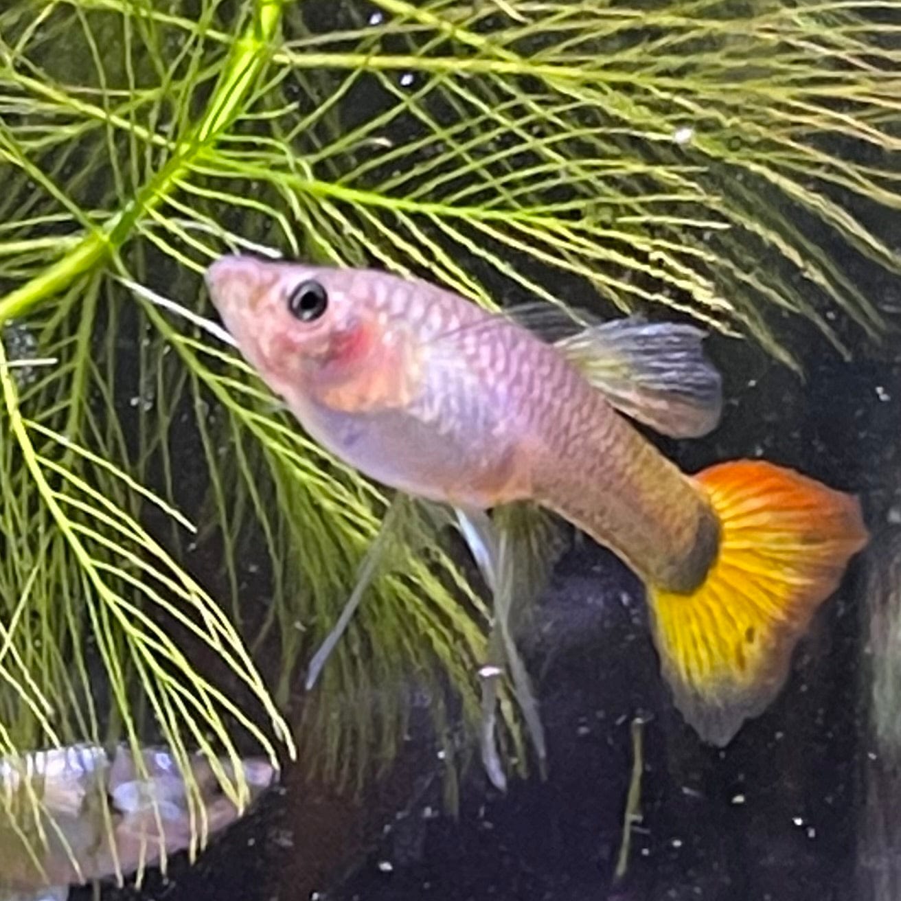 Tequila Sunrise Guppy Female tequila-sunrise-guppy-female