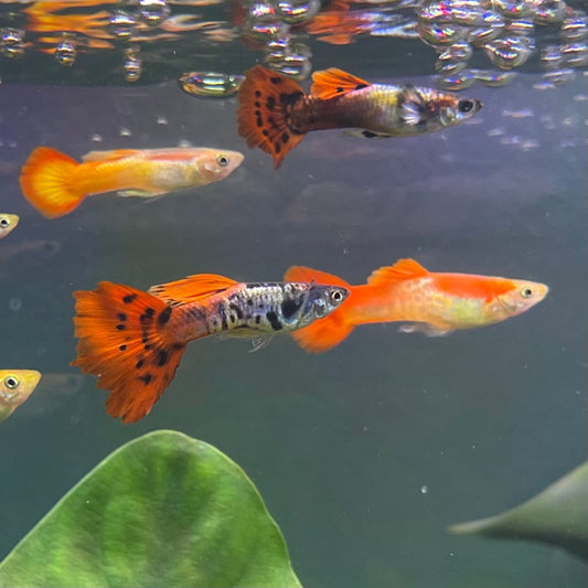 the-fish-farm Guppy Guppy Male - Assorted Colours 3-4cm Guppy Male 3.5cm Assorted Colours - The Fish Farm