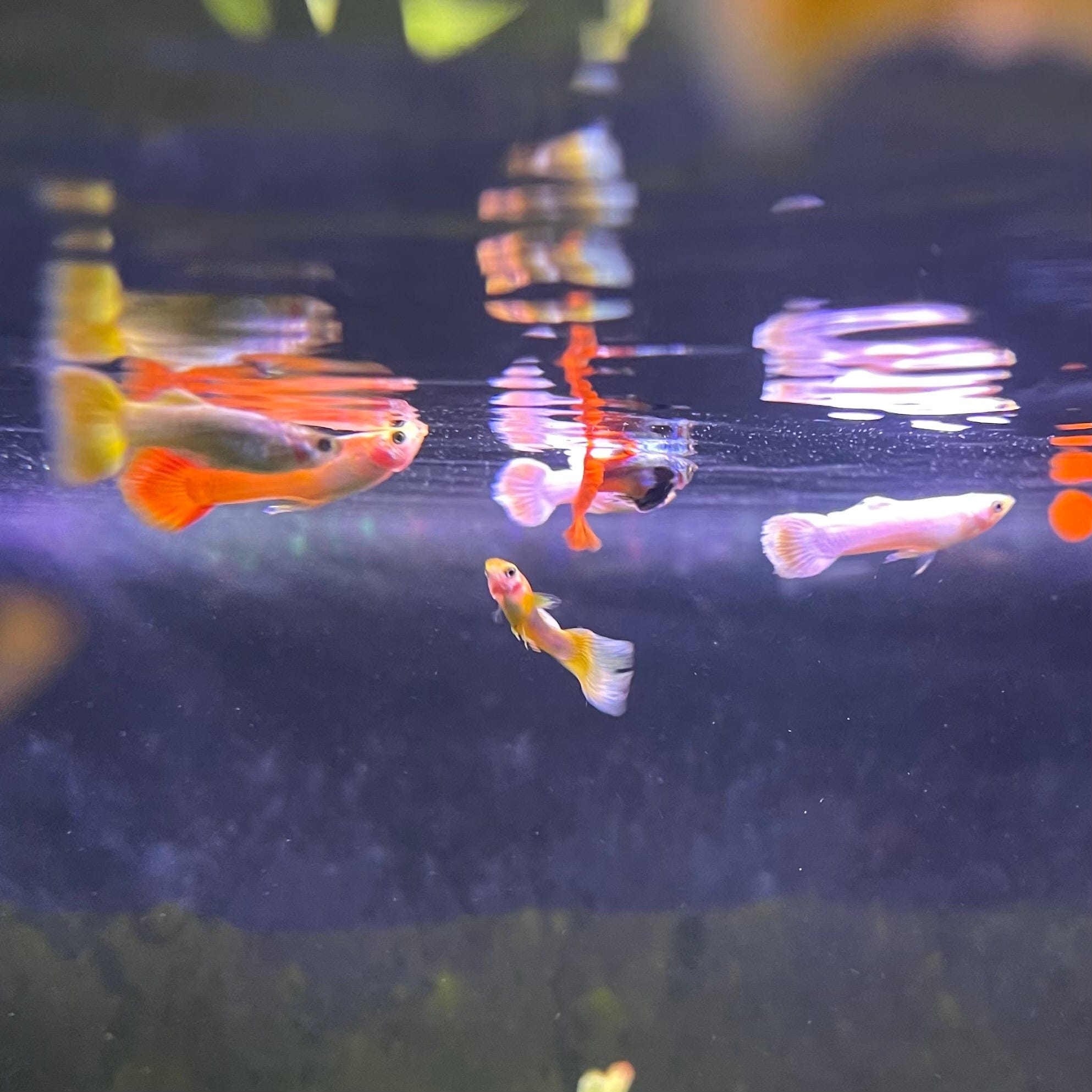 the-fish-farm Guppy Guppy Male - Assorted Colours 3-4cm Guppy Male 3.5cm Assorted Colours - The Fish Farm