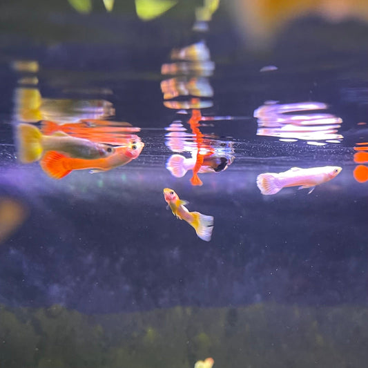 the-fish-farm Guppy Guppy Male - Assorted Colours 3-4cm Guppy Male 3.5cm Assorted Colours - The Fish Farm