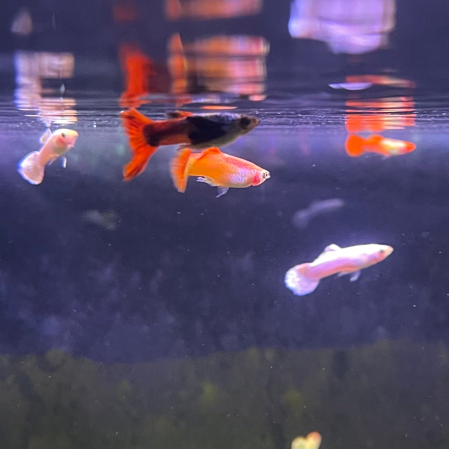 the-fish-farm Guppy Guppy Male - Assorted Colours 3-4cm Guppy Male 3.5cm Assorted Colours - The Fish Farm