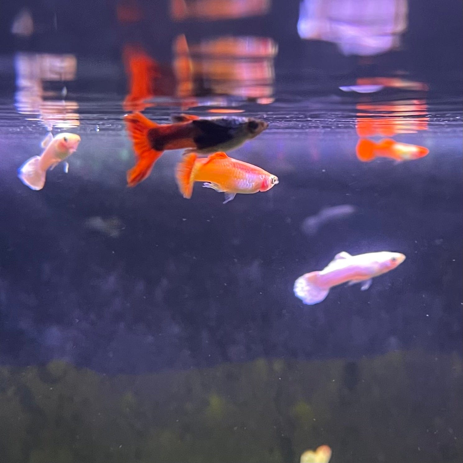 the-fish-farm Guppy Guppy Male - Assorted Colours 3-4cm Guppy Male 3.5cm Assorted Colours - The Fish Farm