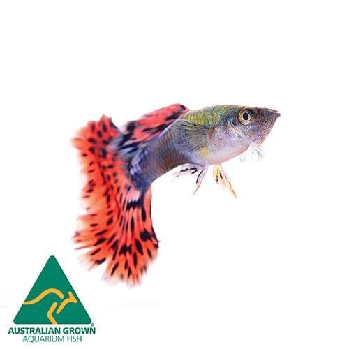 the-fish-farm Guppy Guppy Male - Assorted Colours 3.5cm Guppy Male 3.5cm Assorted Colours - The Fish Farm