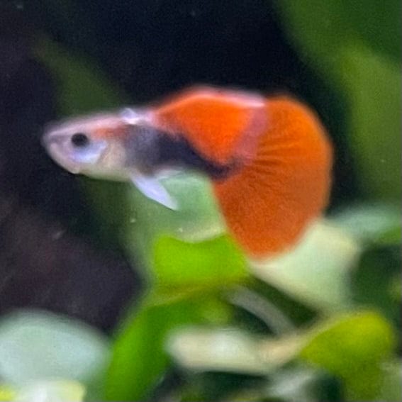 the-fish-farm Guppy Half Black/Blue Guppy - Male 3-4cm Buy Male Half Black/Blue Guppies from The Fish Farm Australia