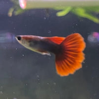 the-fish-farm Guppy Half Black/Blue Guppy - Male 3-4cm Buy Male Half Black/Blue Guppies from The Fish Farm Australia