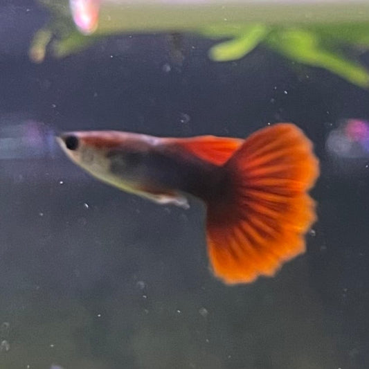 the-fish-farm Guppy Half Black/Blue Guppy - Male 3-4cm Buy Male Half Black/Blue Guppies from The Fish Farm Australia
