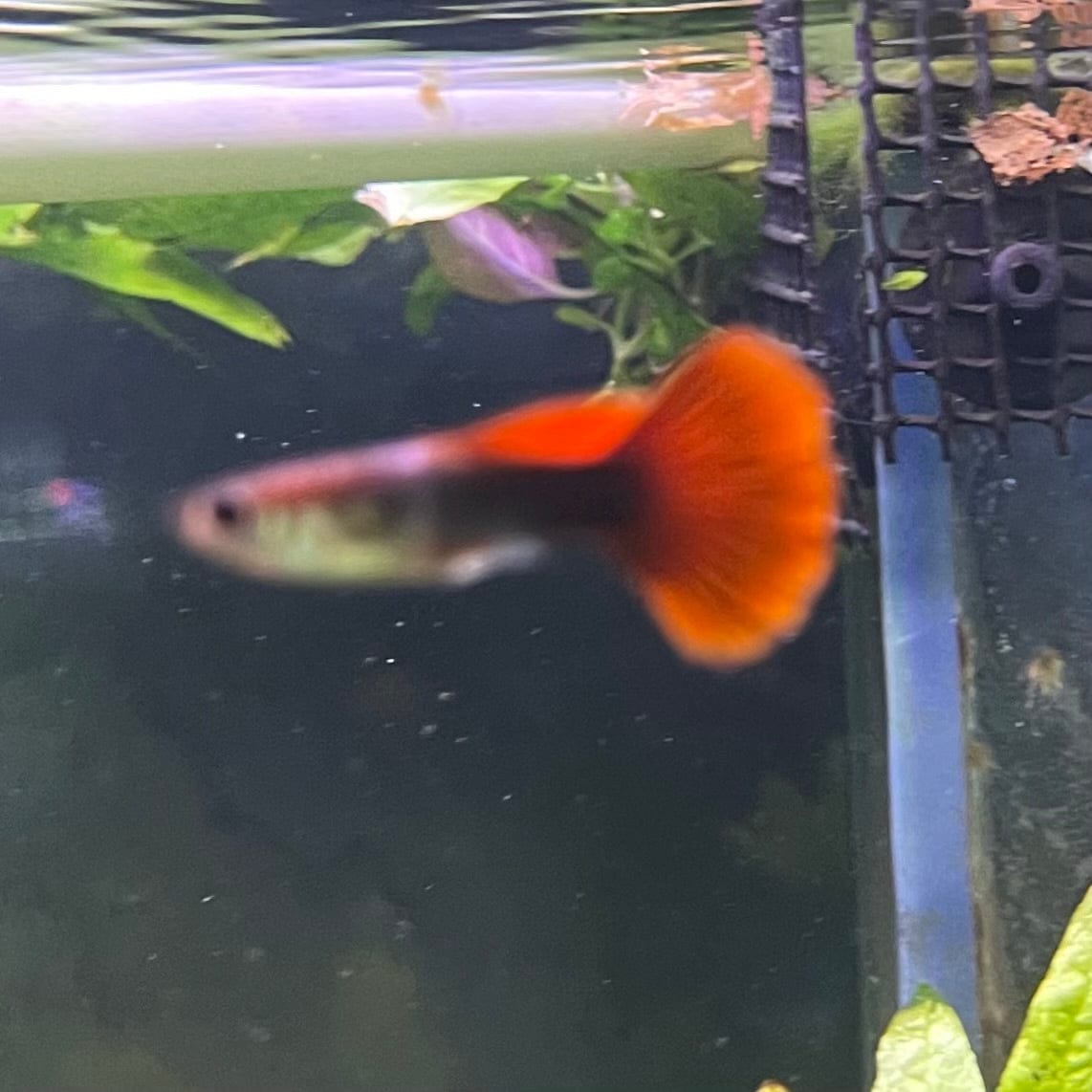 the-fish-farm Guppy Half Black/Blue Guppy - Male 3-4cm Buy Male Half Black/Blue Guppies from The Fish Farm Australia