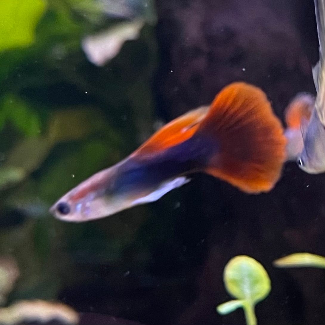 the-fish-farm Guppy Half Black/Blue Guppy - Male 3-4cm Buy Male Half Black/Blue Guppies from The Fish Farm Australia