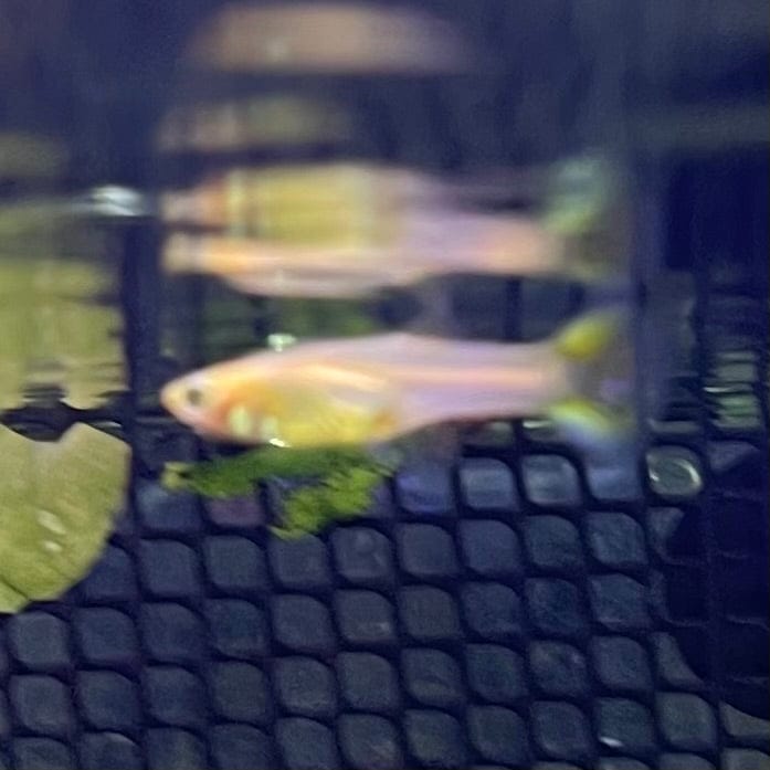 the-fish-farm Guppy Leopard Cobra Guppy - Female 3-4cm Buy Leopard Cobra Guppy - Females from The Fish Farm Australia