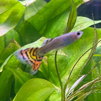 the-fish-farm Guppy Leopard Cobra Guppy - Male 3-4cm Buy Leopard Cobra Guppy - Male from The Fish Farm Australia