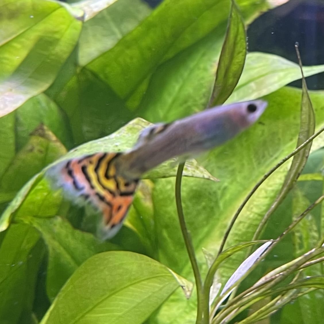 the-fish-farm Guppy Leopard Cobra Guppy - Male 3-4cm Buy Leopard Cobra Guppy - Male from The Fish Farm Australia