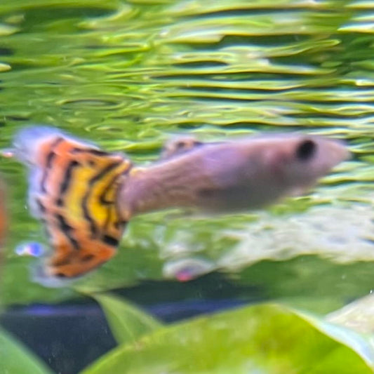 the-fish-farm Guppy Leopard Cobra Guppy - Male 3-4cm Buy Leopard Cobra Guppy - Male from The Fish Farm Australia