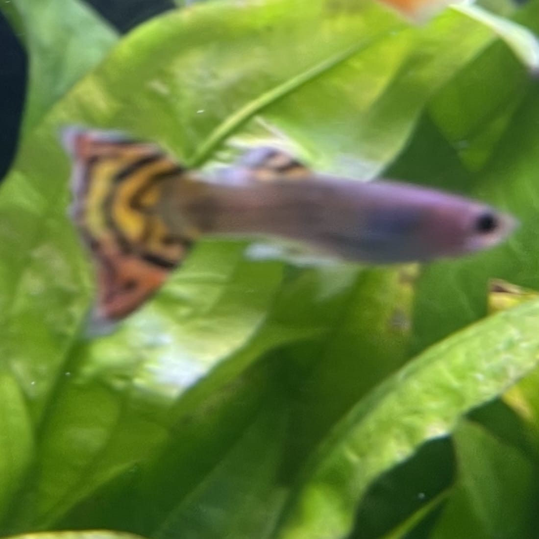 the-fish-farm Guppy Leopard Cobra Guppy - Male 3-4cm Buy Leopard Cobra Guppy - Male from The Fish Farm Australia