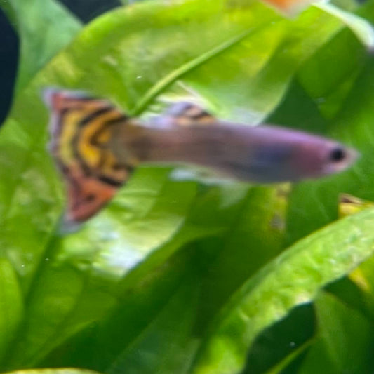 the-fish-farm Guppy Leopard Cobra Guppy - Male 3-4cm Buy Leopard Cobra Guppy - Male from The Fish Farm Australia