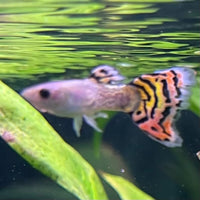 the-fish-farm Guppy Leopard Cobra Guppy - Male 3-4cm Buy Leopard Cobra Guppy - Male from The Fish Farm Australia