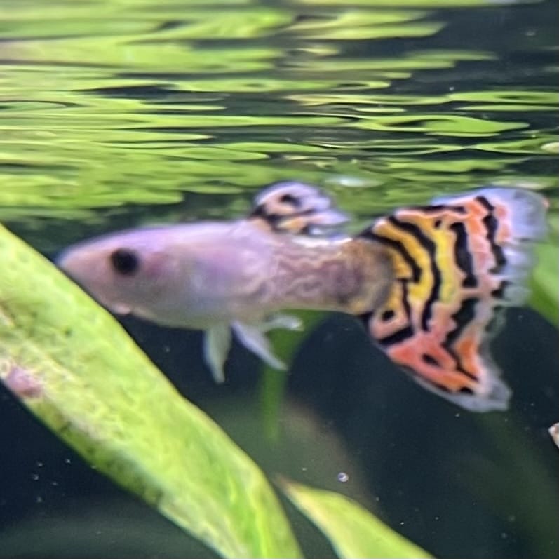 the-fish-farm Guppy Leopard Cobra Guppy - Male 3-4cm Buy Leopard Cobra Guppy - Male from The Fish Farm Australia