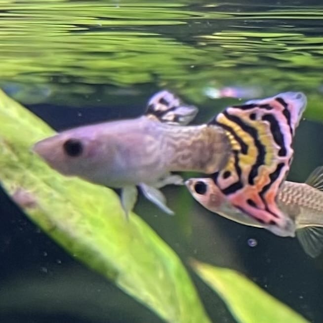 the-fish-farm Guppy Leopard Cobra Guppy - Male 3-4cm Buy Leopard Cobra Guppy - Male from The Fish Farm Australia